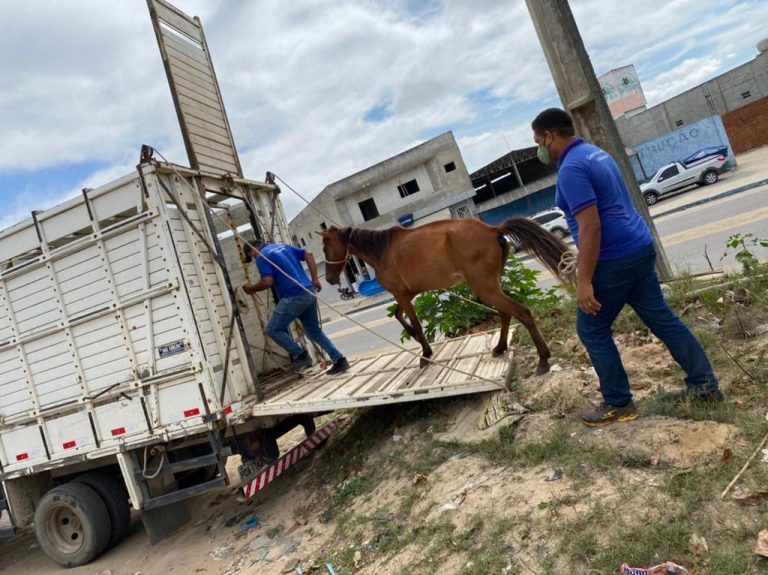 Centro de Controle de Zoonoses amplia trabalho de resgate de animais ...